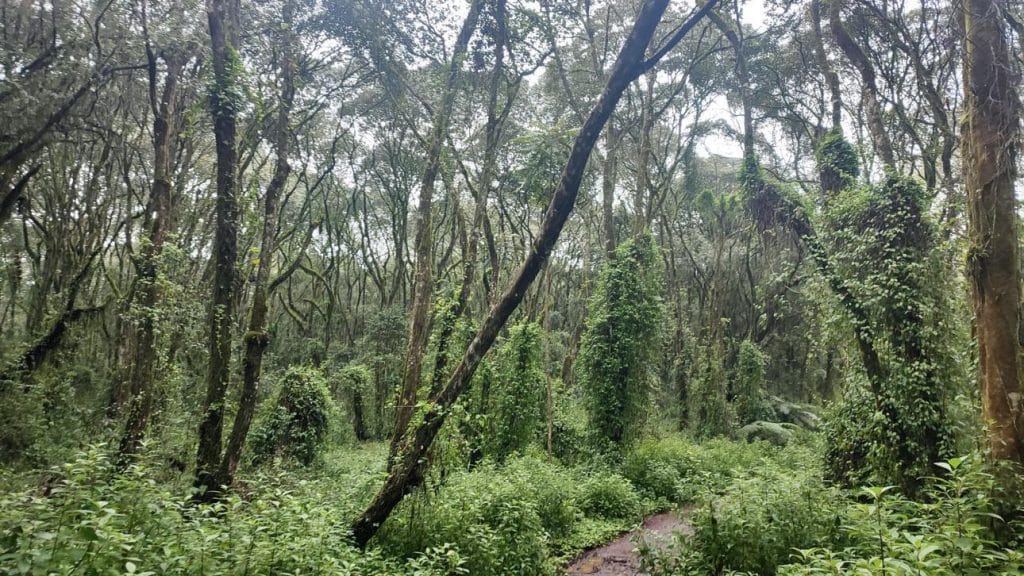 Kilimanjaro Tanzania Machame route
